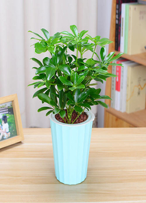 想了解镇海花木租摆价格？这篇文章告诉你！