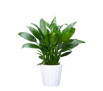 宁波慈溪绿化养护专业